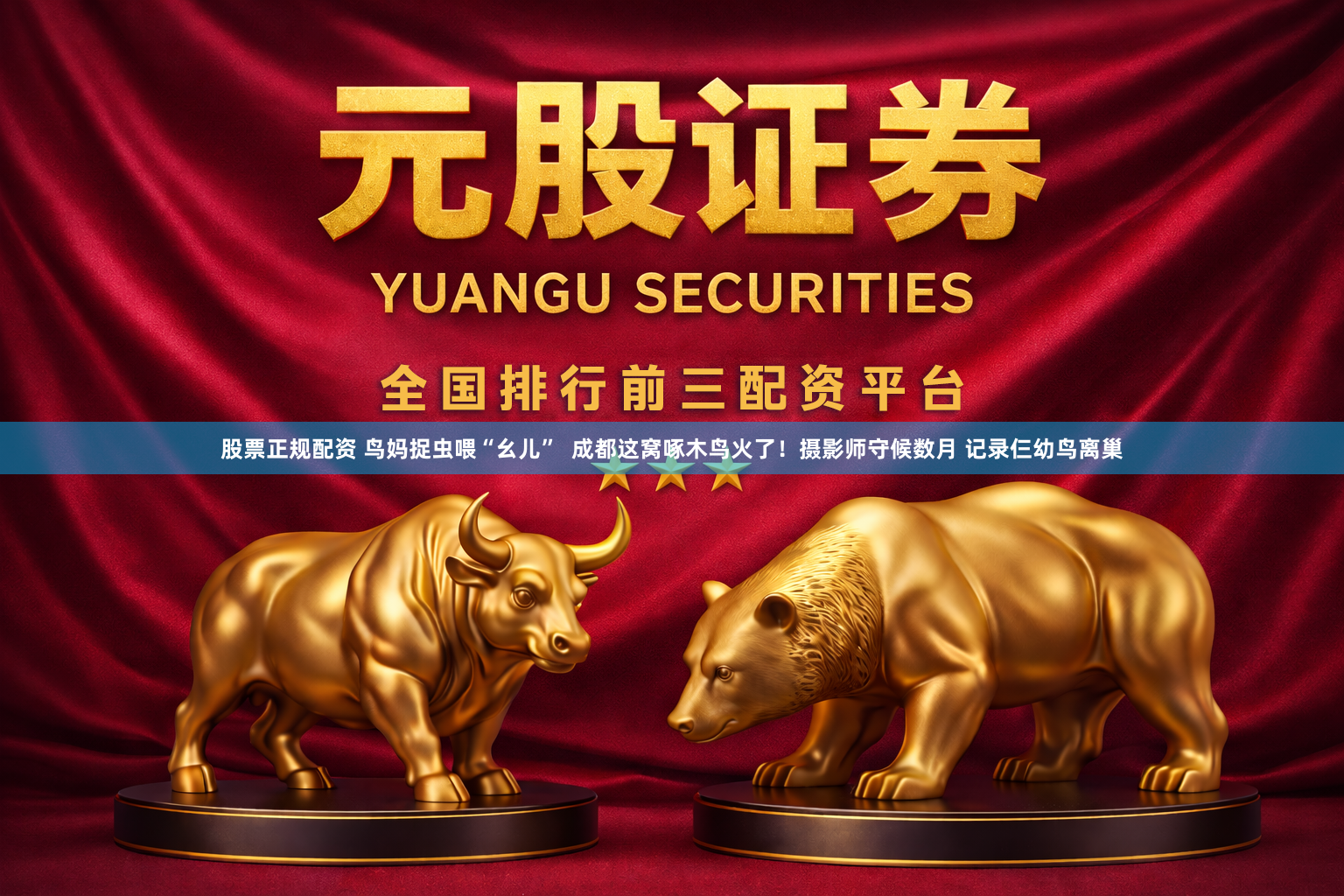 股票正规配资 鸟妈捉虫喂“幺儿”  成都这窝啄木鸟火了！摄影师守候数月 记录仨幼鸟离巢